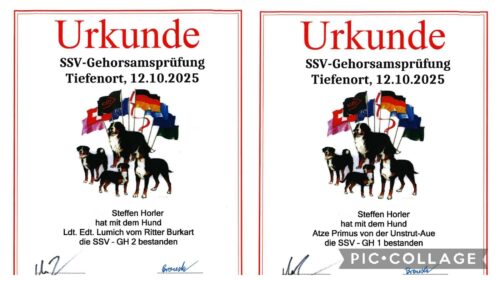 Lumich und Atze zur SSV-Gehorsamsprüfung