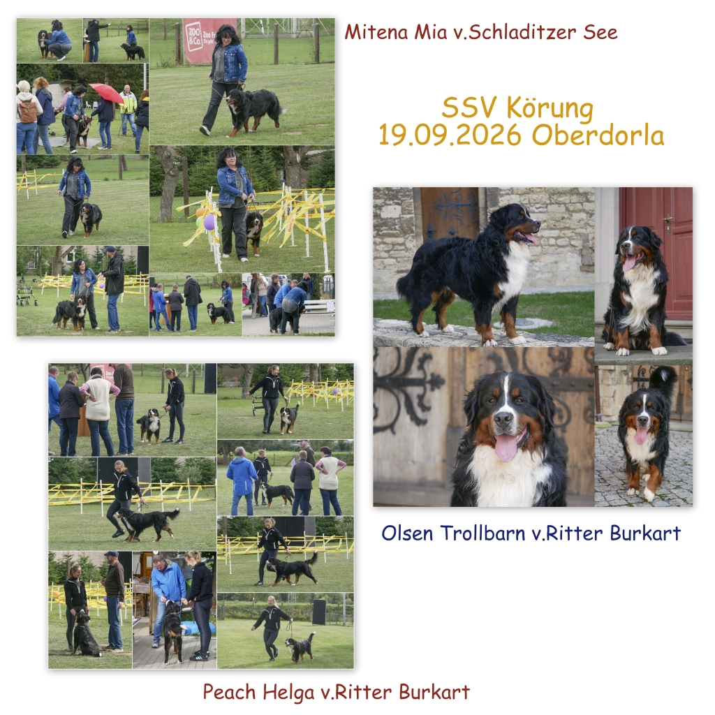 Körung im SSV für 3 Nachkommen von Atze